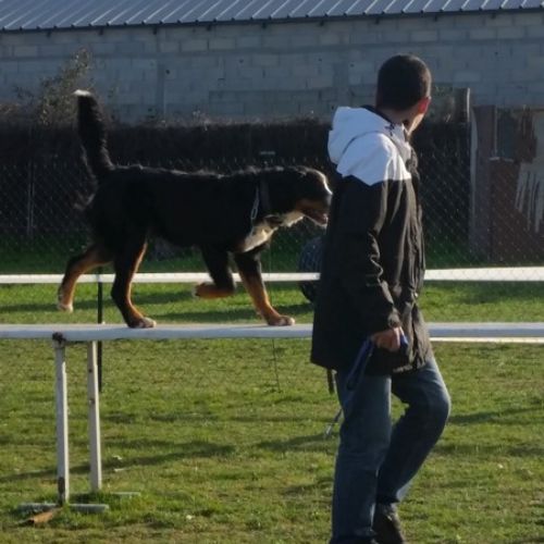 Entre chiens et nous comportementaliste éducateur canin