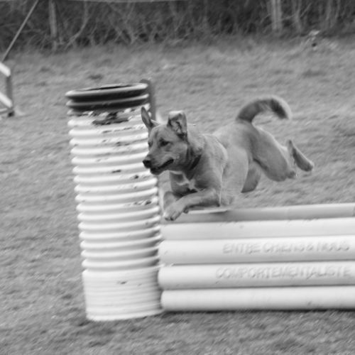 Entre chiens et nous comportementaliste éducateur canin