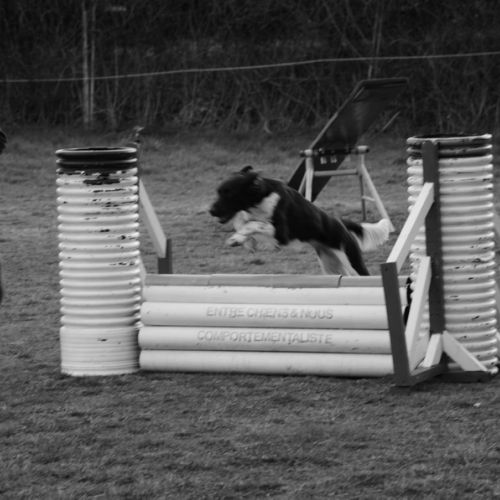 Entre chiens et nous comportementaliste éducateur canin