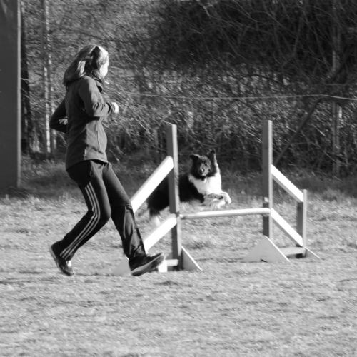 Entre chiens et nous comportementaliste éducateur canin