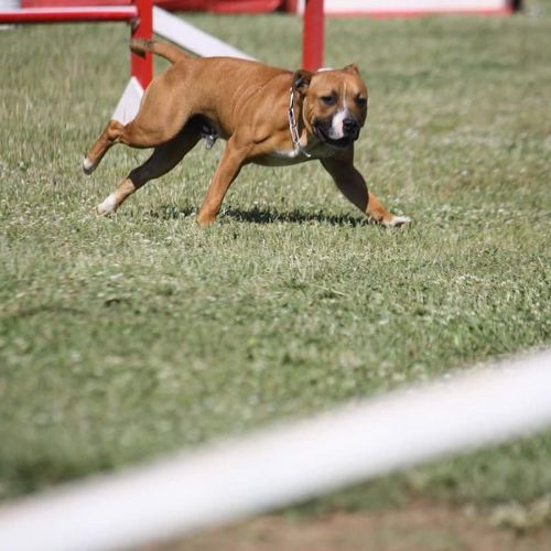 Entre chiens et nous comportementaliste éducateur canin