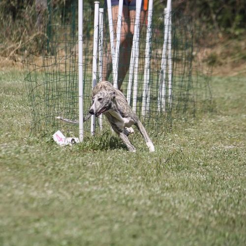 Entre chiens et nous comportementaliste éducateur canin