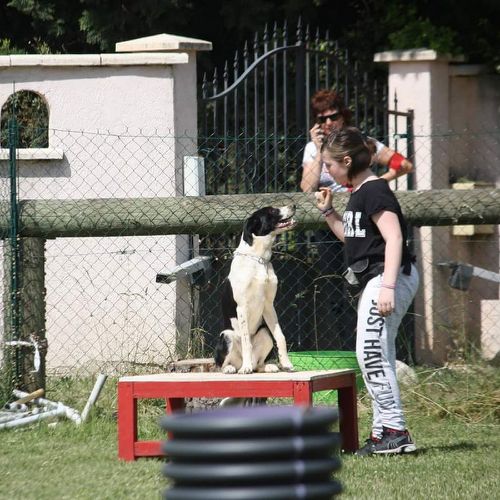 Entre chiens et nous comportementaliste éducateur canin