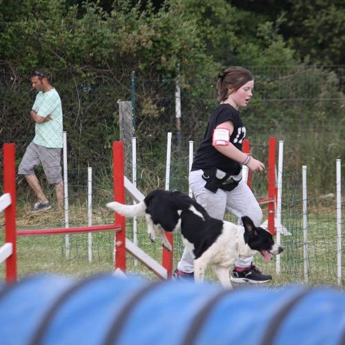 Entre chiens et nous comportementaliste éducateur canin