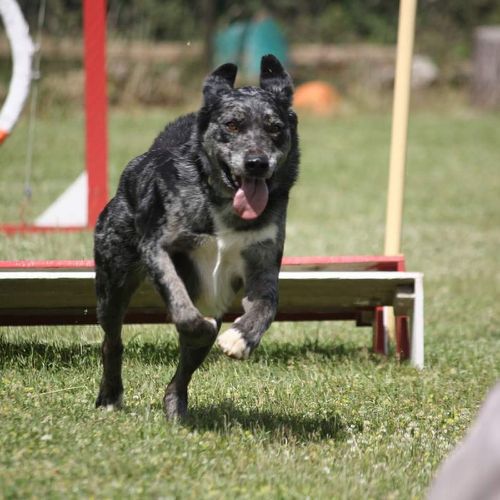 Entre chiens et nous comportementaliste éducateur canin