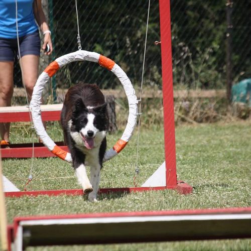 Entre chiens et nous comportementaliste éducateur canin