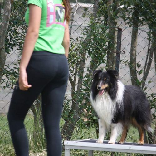 Entre chiens et nous comportementaliste éducateur canin