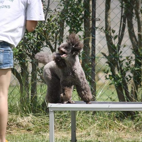 Entre chiens et nous comportementaliste éducateur canin