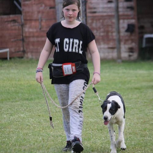 Entre chiens et nous comportementaliste éducateur canin