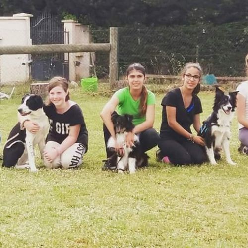 Entre chiens et nous comportementaliste éducateur canin