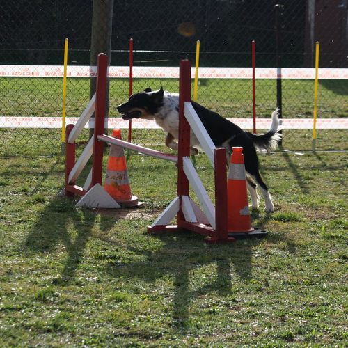 Entre chiens et nous comportementaliste éducateur canin