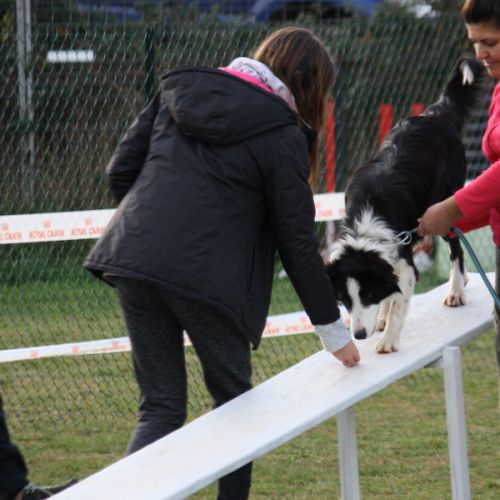 Entre chiens et nous comportementaliste éducateur canin