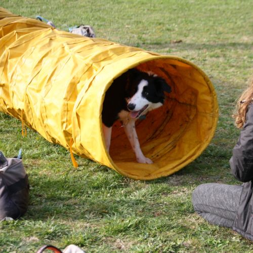 Entre chiens et nous comportementaliste éducateur canin