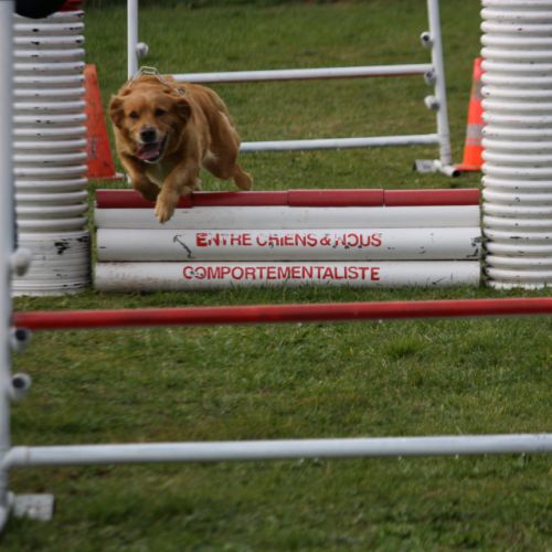 Entre chiens et nous comportementaliste éducateur canin