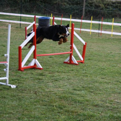 Entre chiens et nous comportementaliste éducateur canin