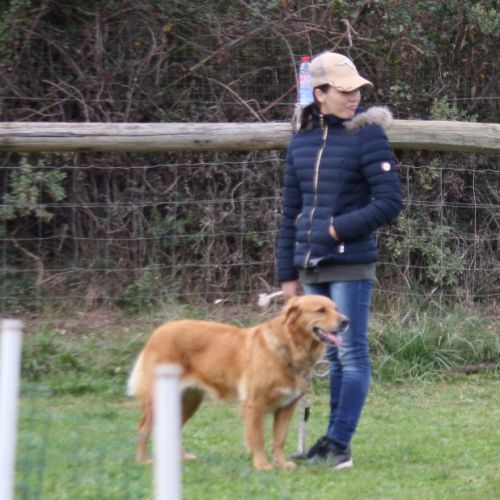 Entre chiens et nous comportementaliste éducateur canin