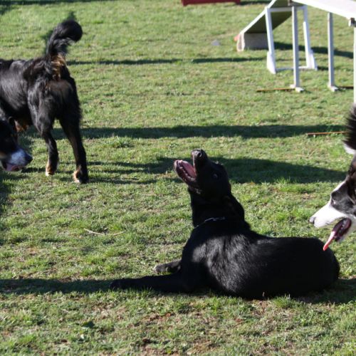 Entre chiens et nous comportementaliste éducateur canin