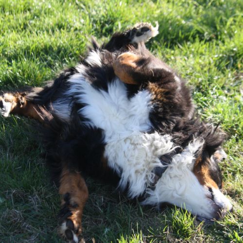 Entre chiens et nous comportementaliste éducateur canin