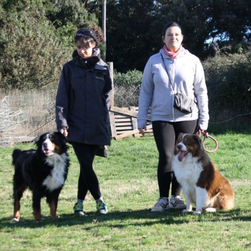 Entre chiens et nous comportementaliste éducateur canin