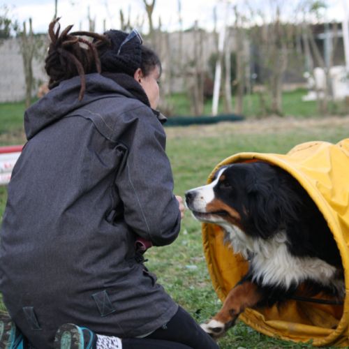 Entre chiens et nous comportementaliste éducateur canin