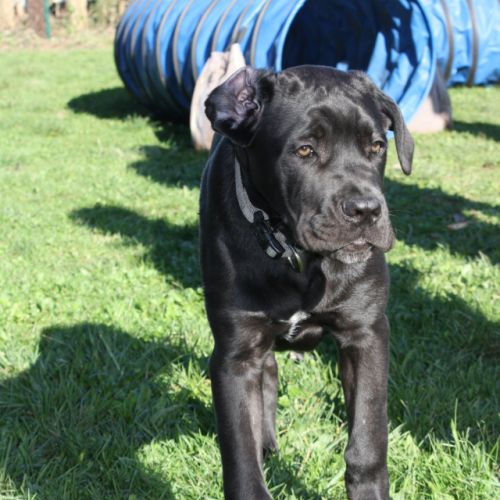 Entre chiens et nous comportementaliste éducateur canin