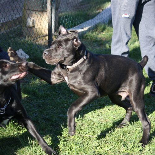 Entre chiens et nous comportementaliste éducateur canin