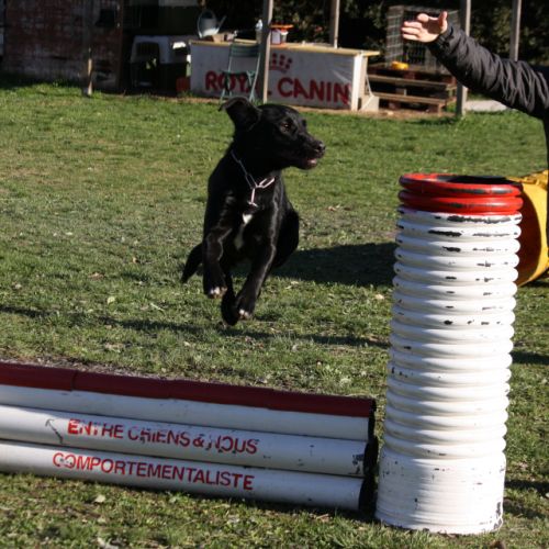 Entre chiens et nous comportementaliste éducateur canin