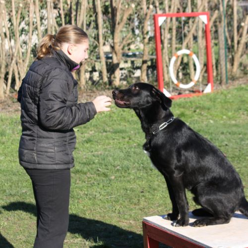 Entre chiens et nous comportementaliste éducateur canin