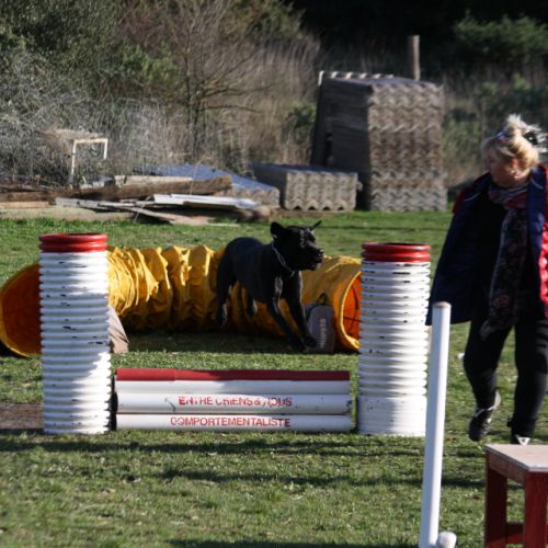 Entre chiens et nous comportementaliste éducateur canin