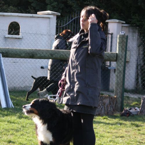 Entre chiens et nous comportementaliste éducateur canin