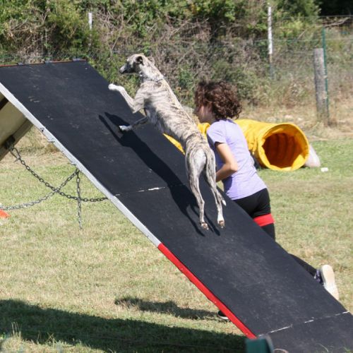 Entre chiens et nous comportementaliste éducateur canin