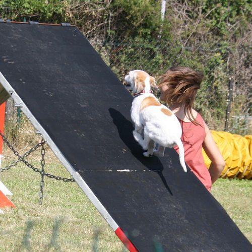 Entre chiens et nous comportementaliste éducateur canin