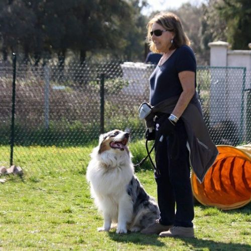 Entre chiens et nous comportementaliste éducateur canin