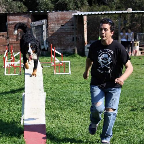 Entre chiens et nous comportementaliste éducateur canin