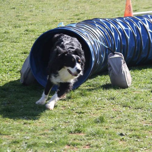 Entre chiens et nous comportementaliste éducateur canin