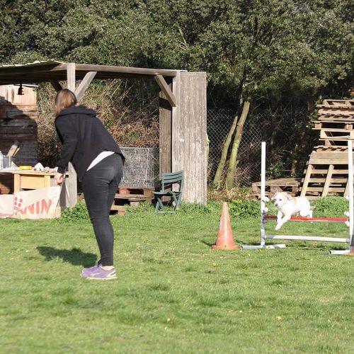 Entre chiens et nous comportementaliste éducateur canin