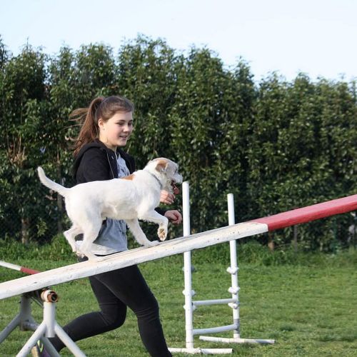 Entre chiens et nous comportementaliste éducateur canin