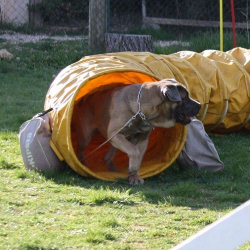 Entre chiens et nous comportementaliste éducateur canin
