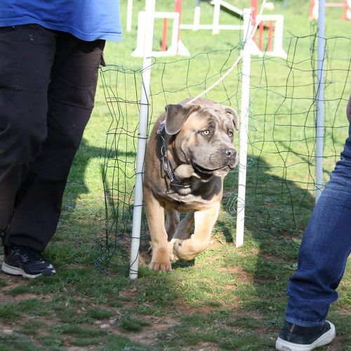 Entre chiens et nous comportementaliste éducateur canin