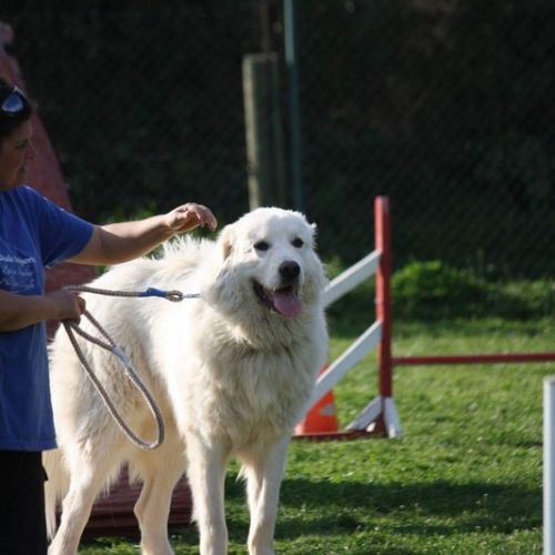 Entre chiens et nous comportementaliste éducateur canin