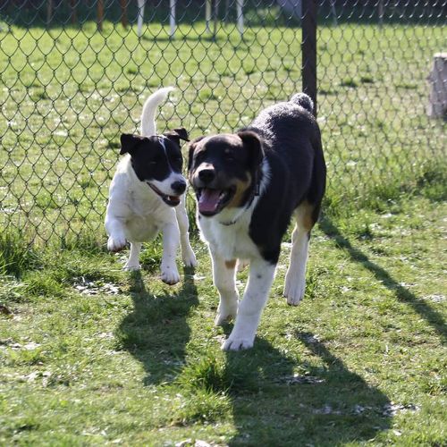 Entre chiens et nous comportementaliste éducateur canin