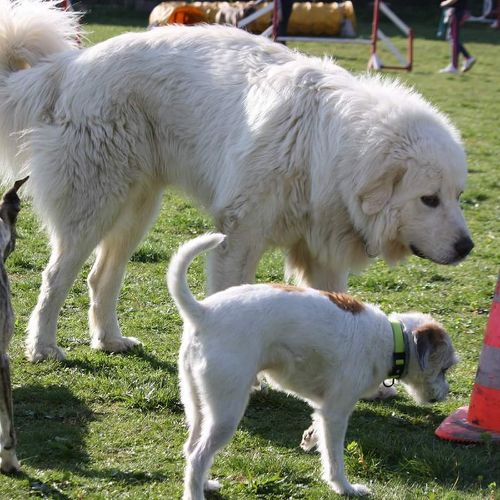 Entre chiens et nous comportementaliste éducateur canin