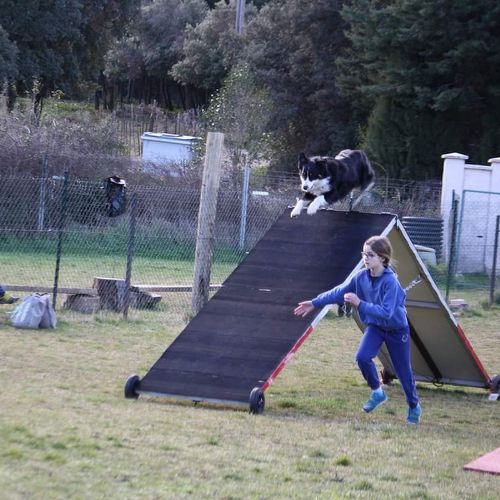 Entre chiens et nous comportementaliste éducateur canin