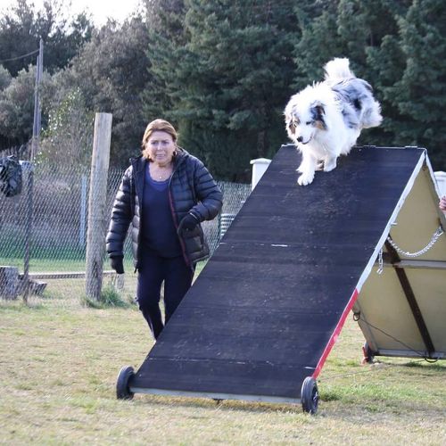 Entre chiens et nous comportementaliste éducateur canin