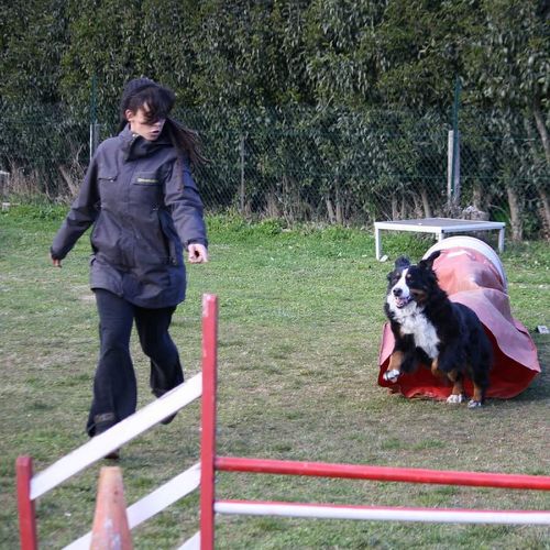 Entre chiens et nous comportementaliste éducateur canin