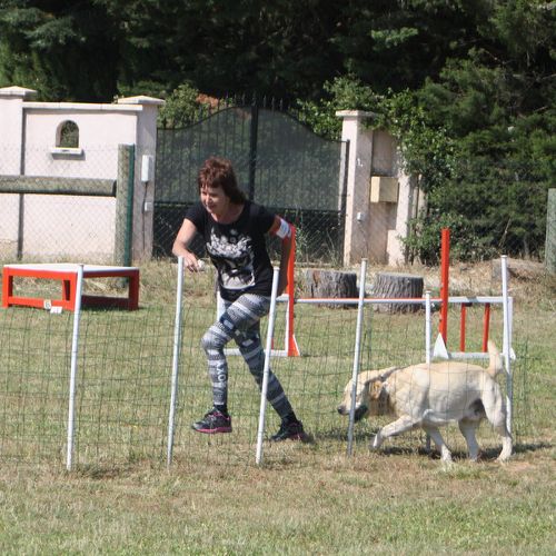 Entre chiens et nous comportementaliste éducateur canin