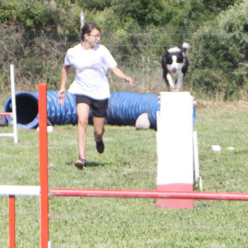 Entre chiens et nous comportementaliste éducateur canin