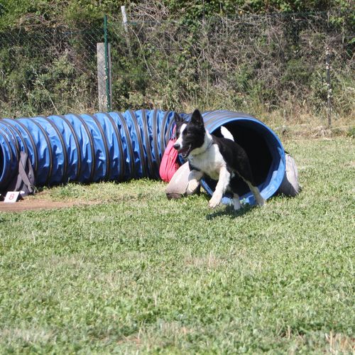 Entre chiens et nous comportementaliste éducateur canin