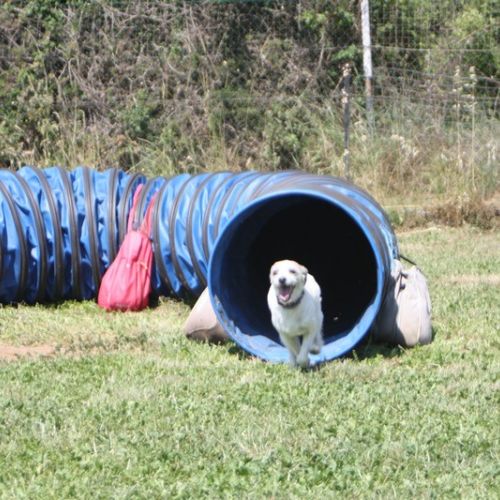 Entre chiens et nous comportementaliste éducateur canin