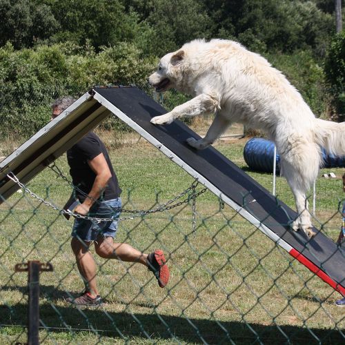 Entre chiens et nous comportementaliste éducateur canin